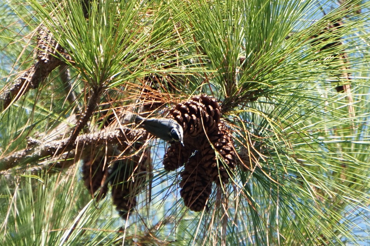 brhlík americký - ML643215265