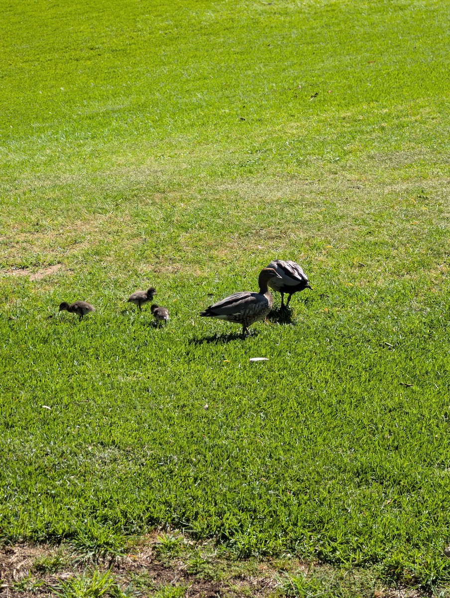 Maned Duck - ML643215266