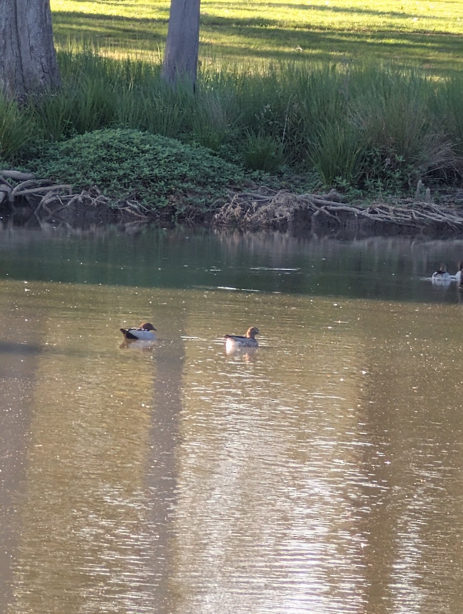 Maned Duck - ML643215282