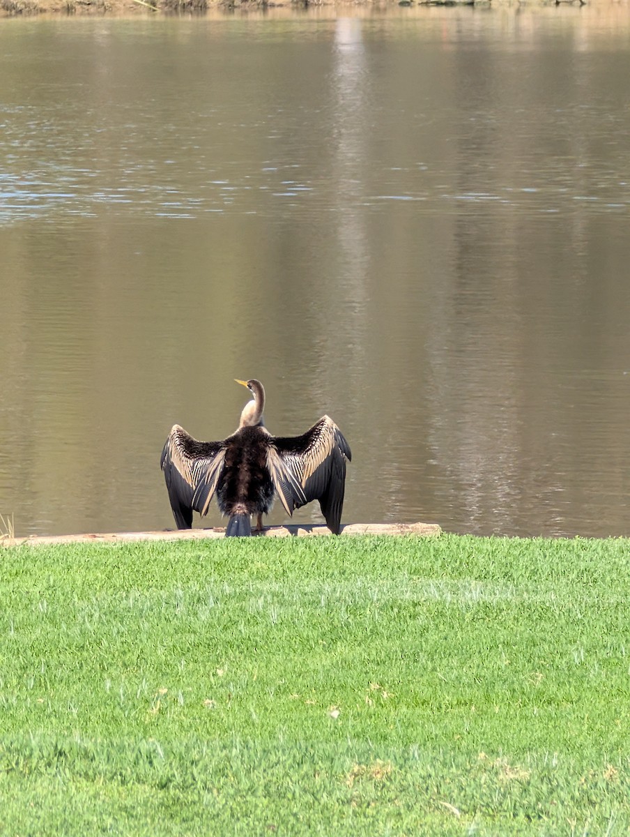 Australasian Darter - ML643215283