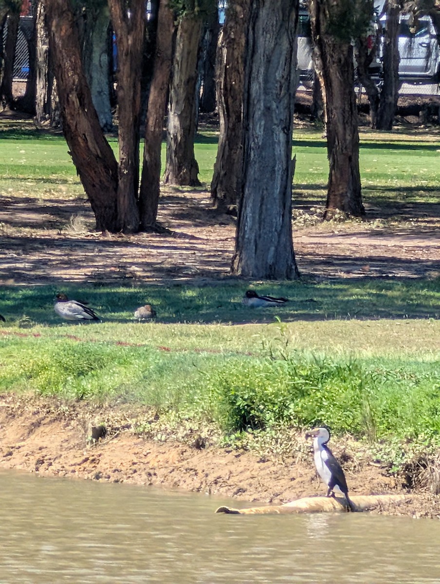 Pied Cormorant - ML643215285