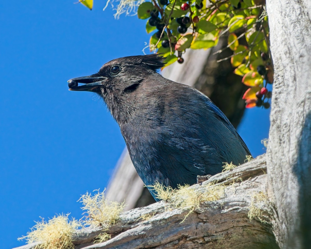 Steller's Jay - ML643215289