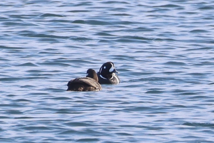 Harlequin Duck - ML643215325