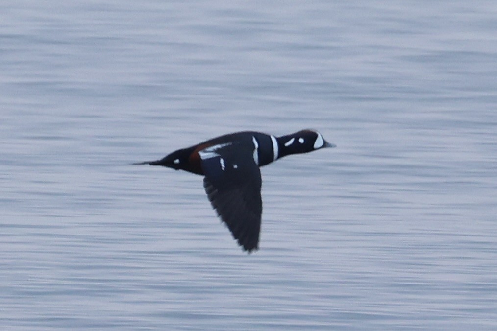 Harlequin Duck - ML643215327