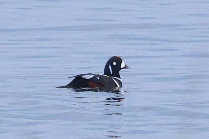 Harlequin Duck - ML643215328