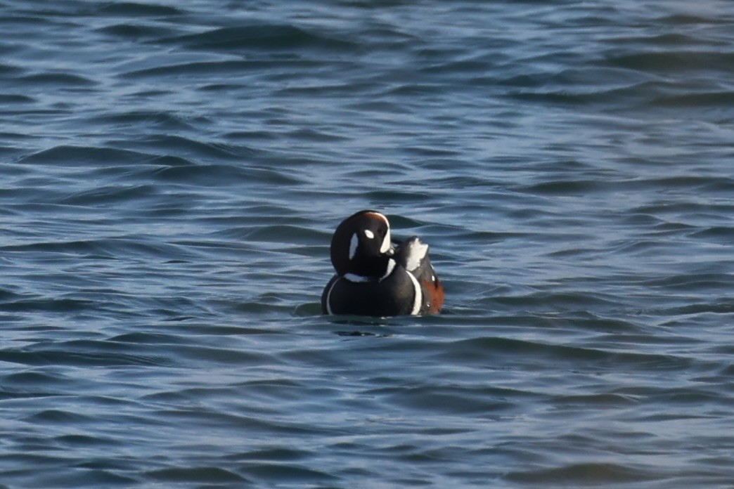 Harlequin Duck - ML643215329