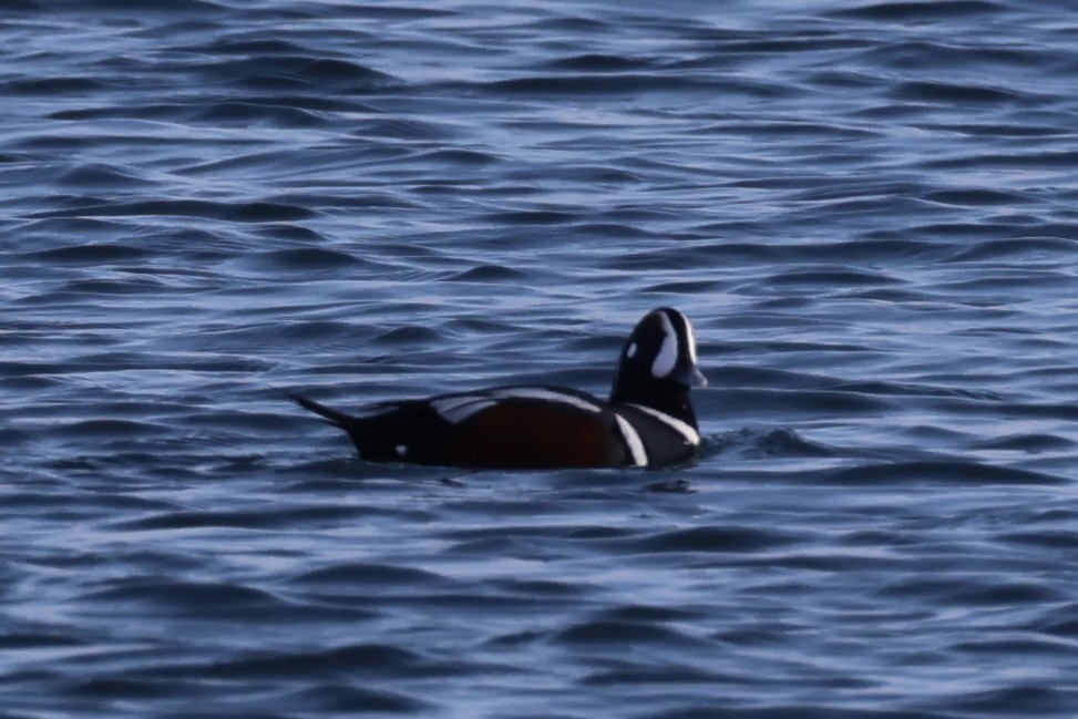 Harlequin Duck - ML643215331