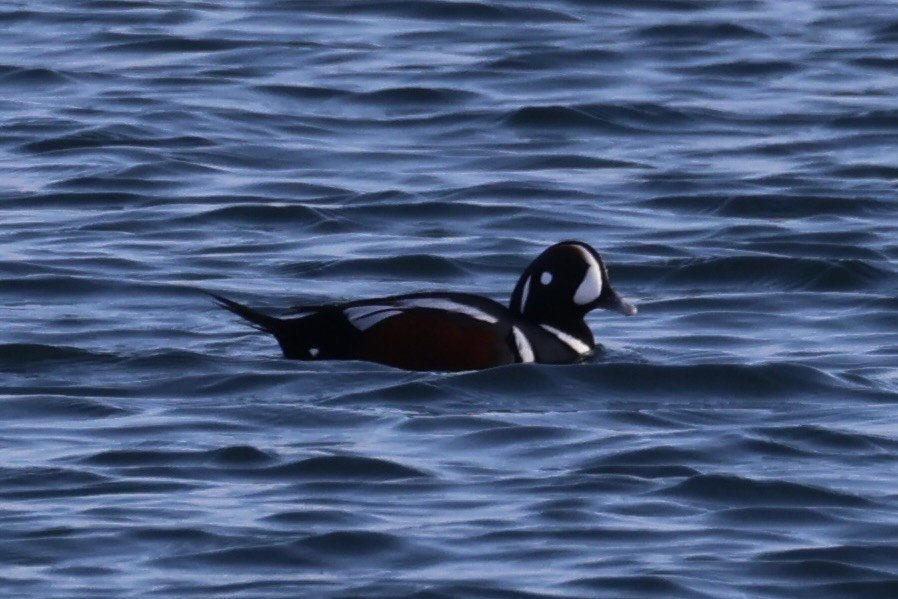 Harlequin Duck - ML643215332