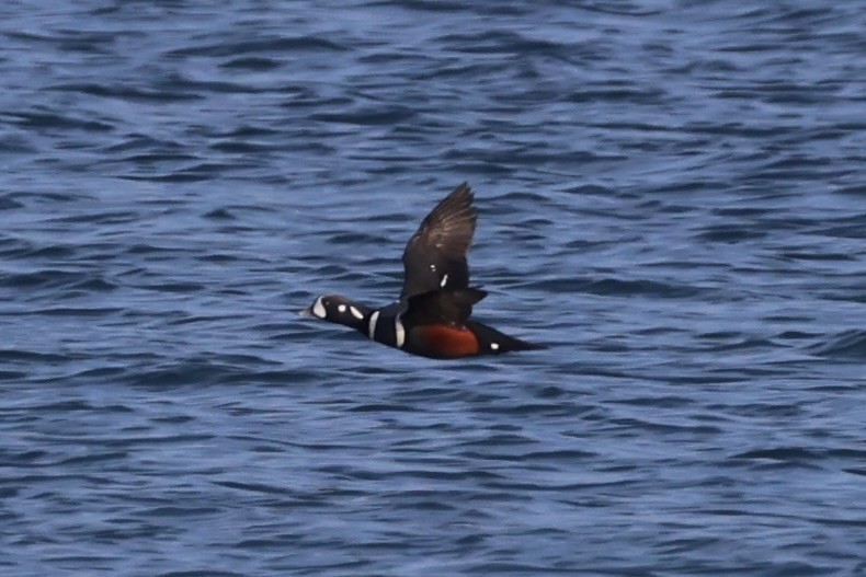 Harlequin Duck - ML643215333