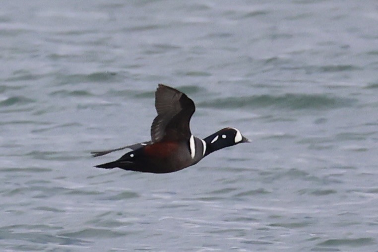 Harlequin Duck - ML643215334