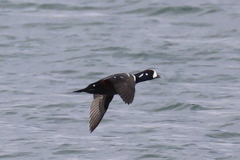 Harlequin Duck - ML643215335