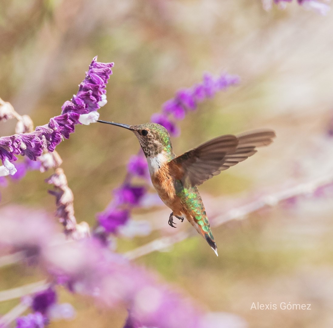 Rufous/Allen's Hummingbird - ML643215372