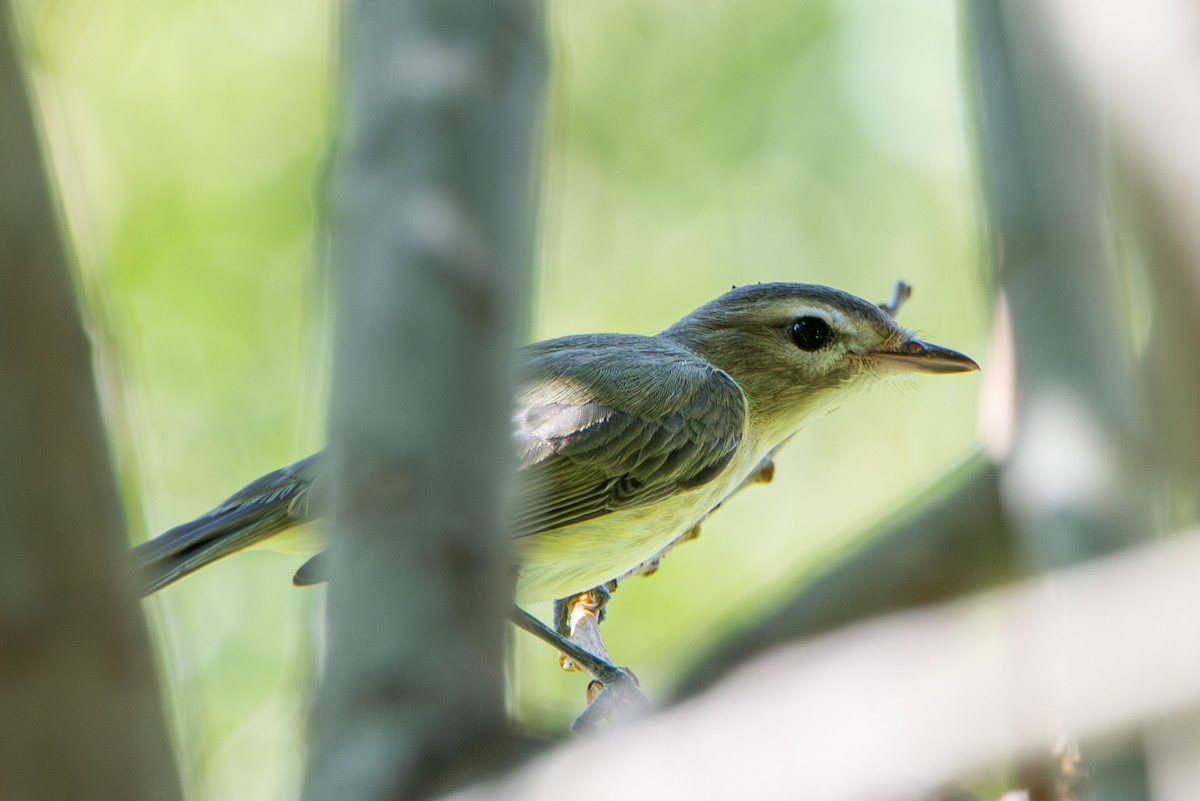 Vireo sp. - ML643215388