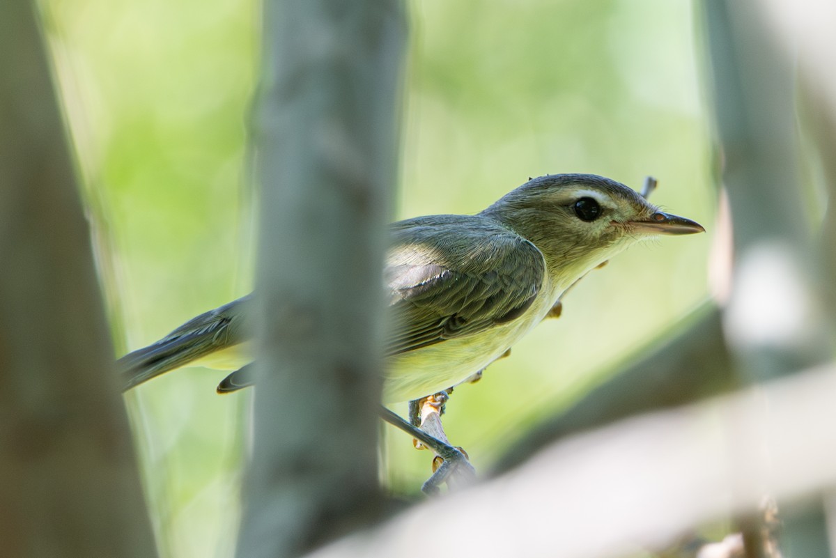vireo sp. - ML643215393
