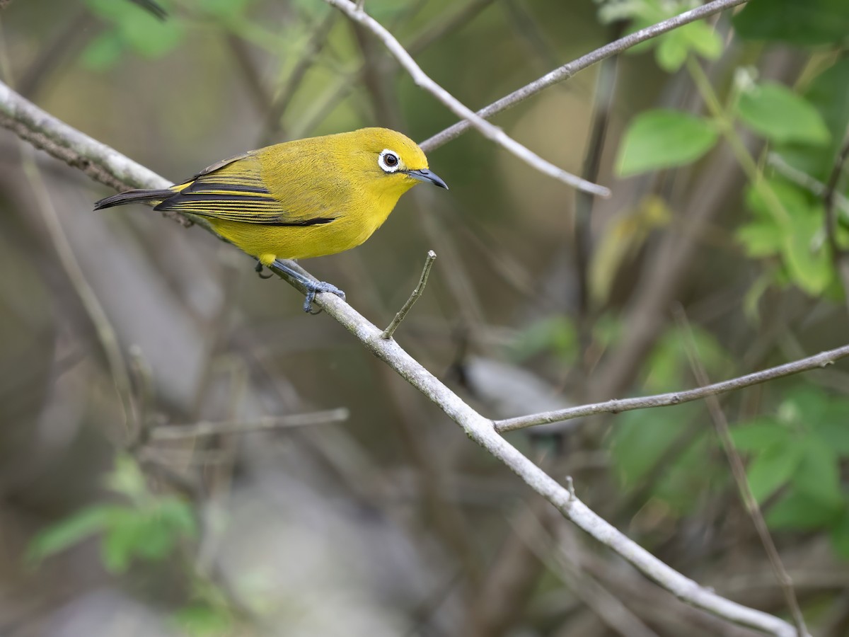 Ashy-bellied White-eye (Yellow-bellied) - ML643215394