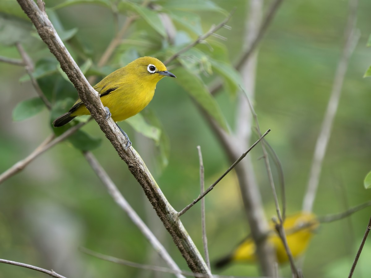 Ashy-bellied White-eye (Yellow-bellied) - ML643215395
