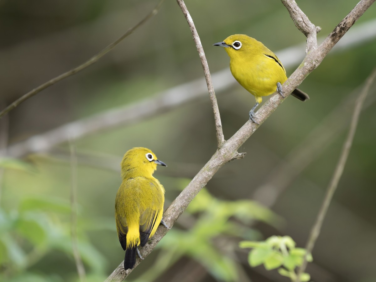Ashy-bellied White-eye (Yellow-bellied) - ML643215396