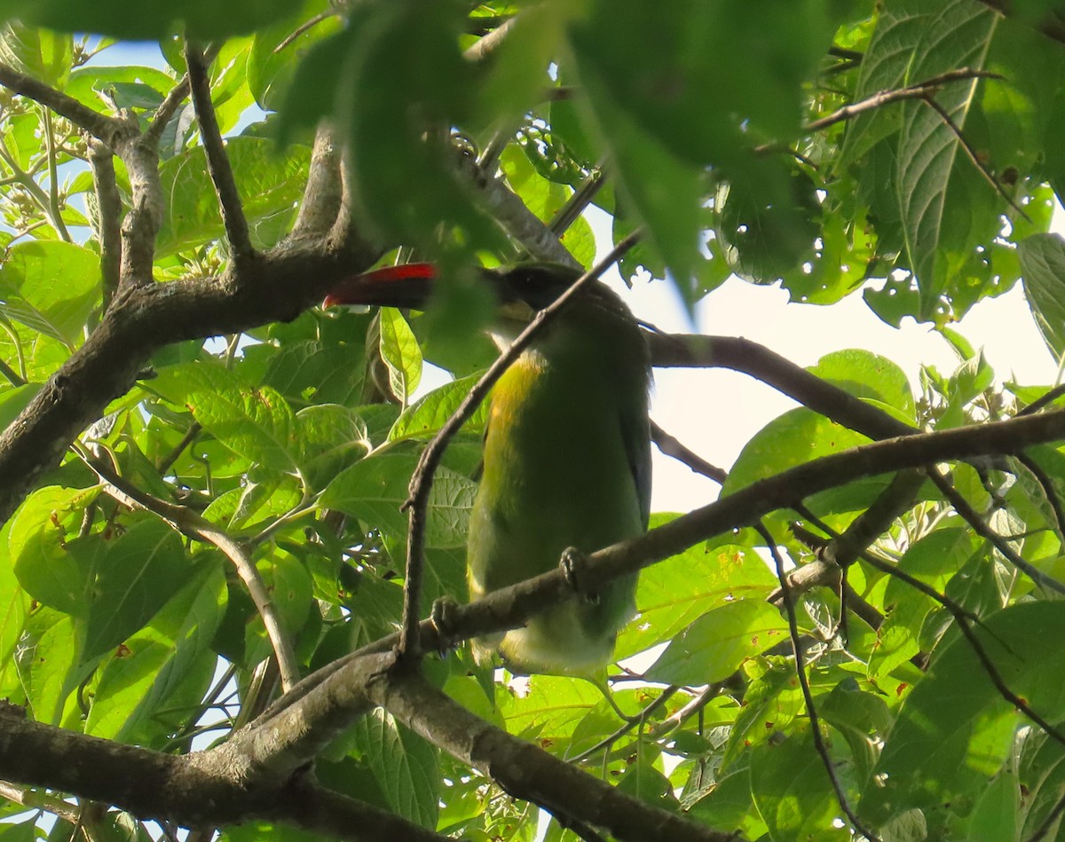 Groove-billed Toucanet - ML643215397