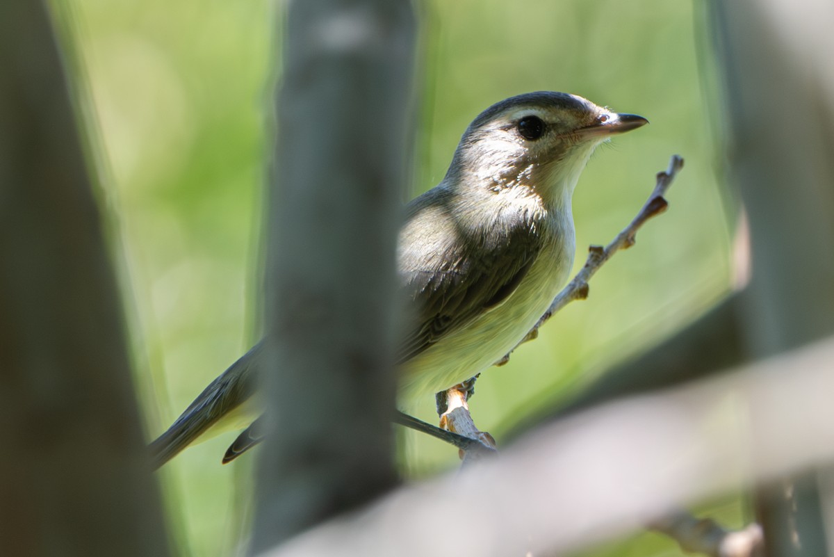 vireo sp. - ML643215398