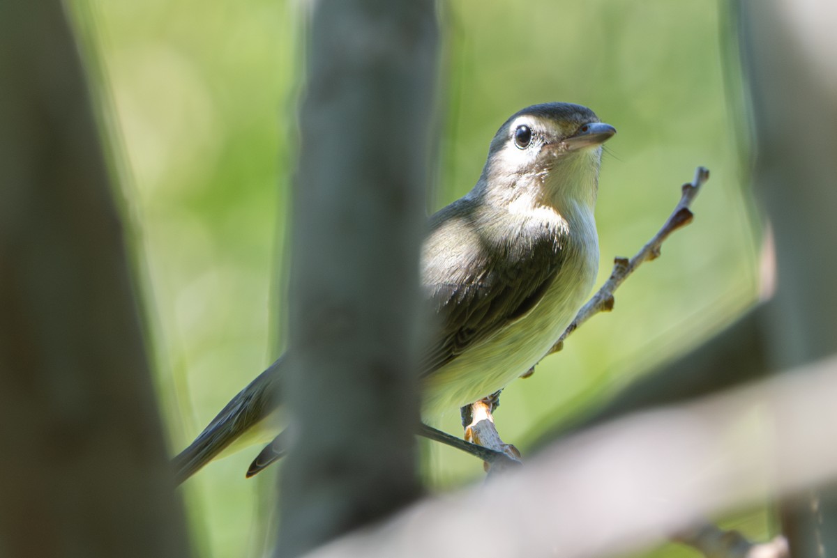 vireo sp. - ML643215417