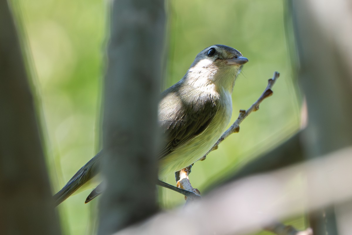 vireo sp. - ML643215420