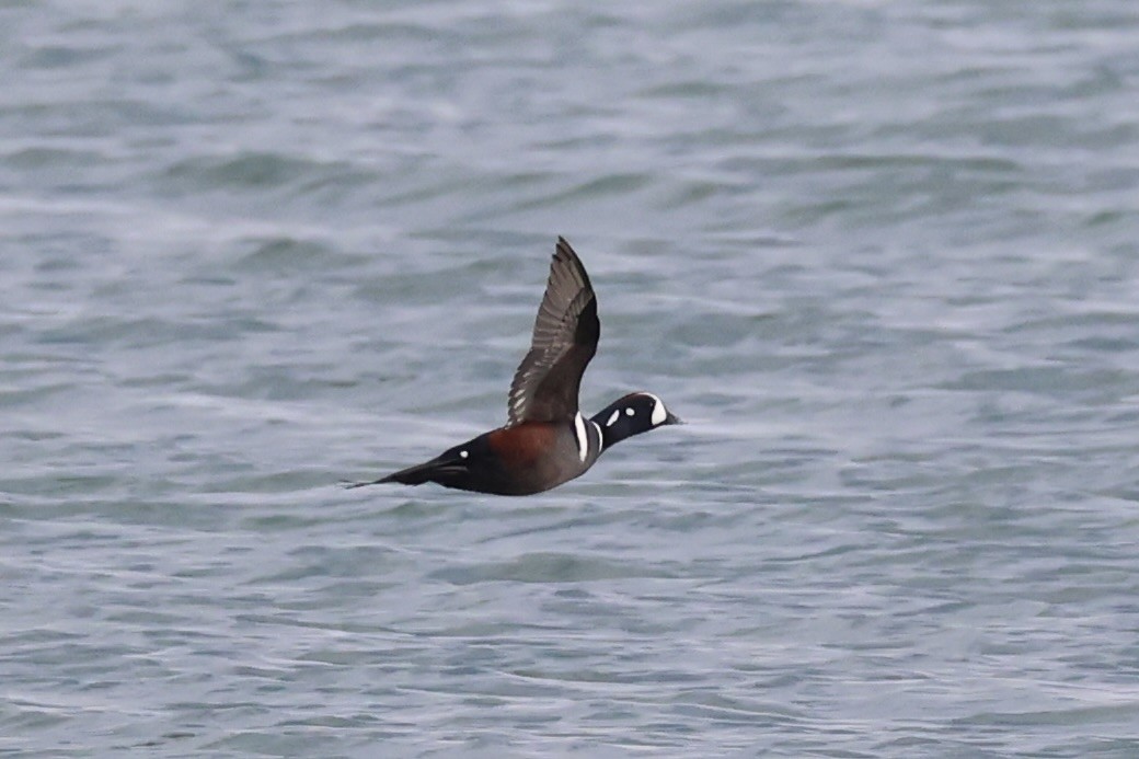 Harlequin Duck - ML643215423