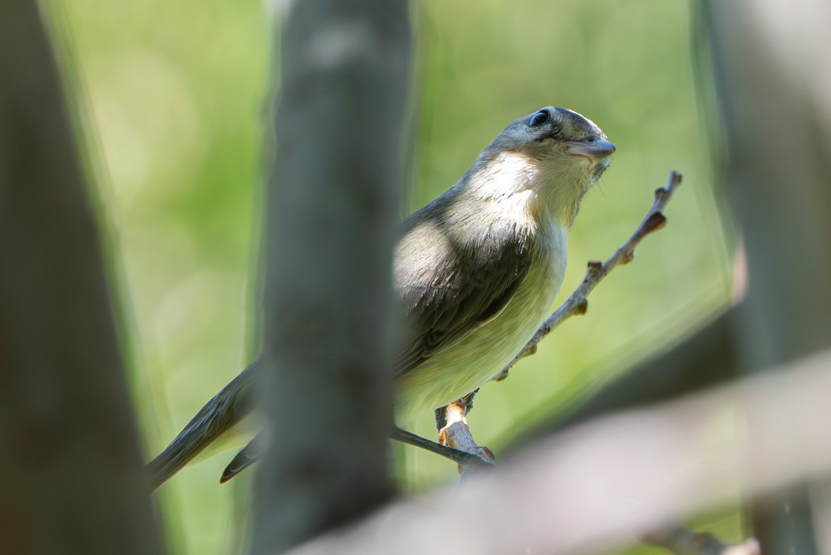 vireo sp. - ML643215424