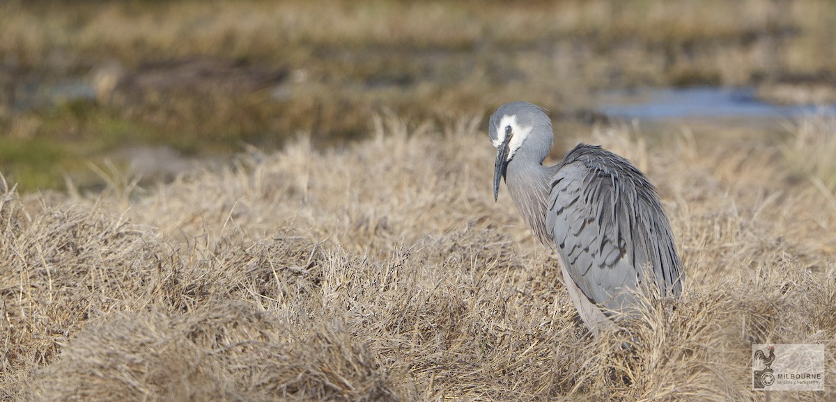 White-faced Heron - ML643215428