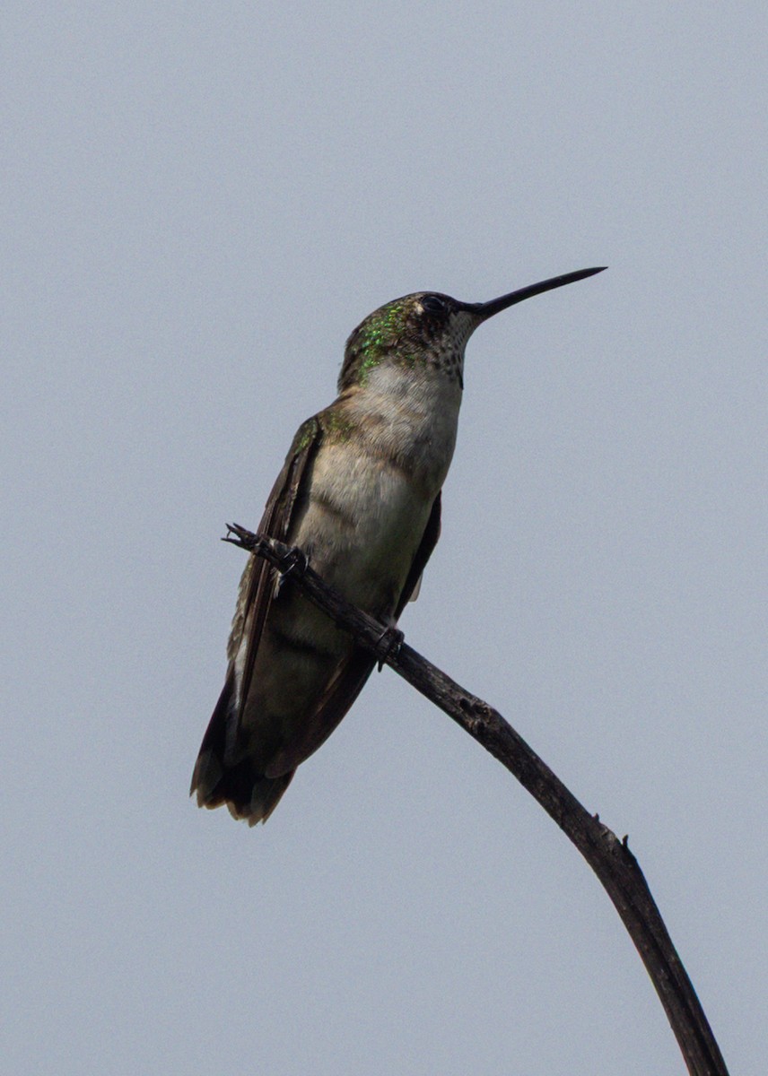 Ruby-throated Hummingbird - ML643215429