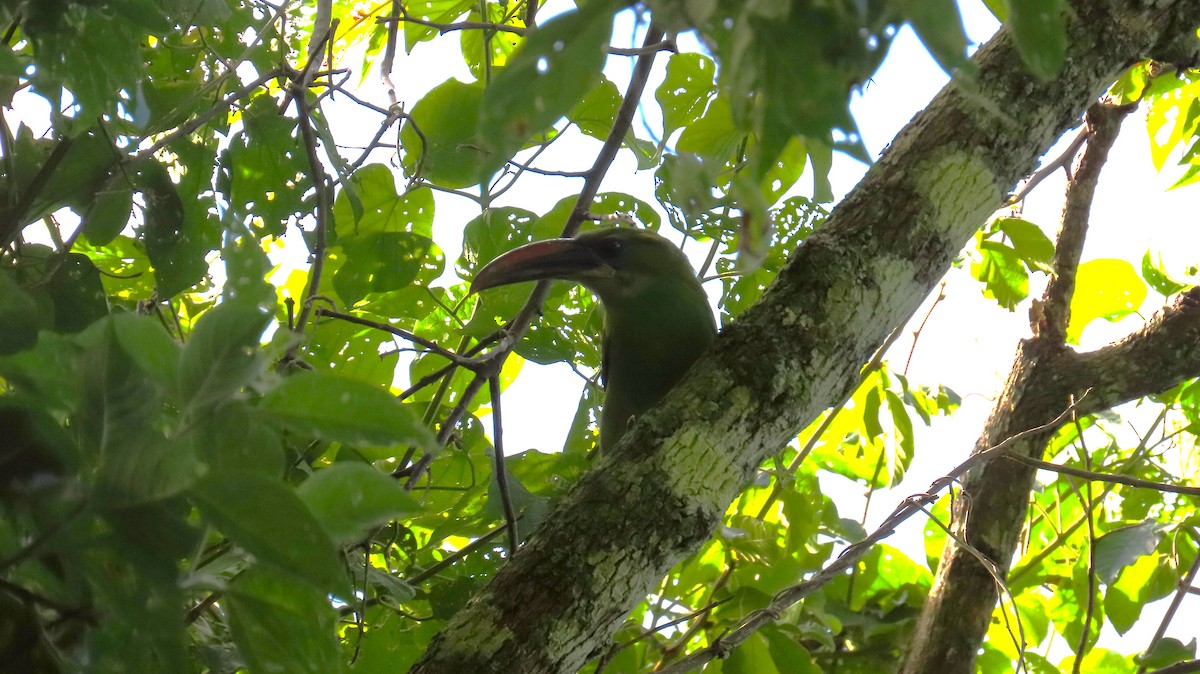 Groove-billed Toucanet - ML643215437