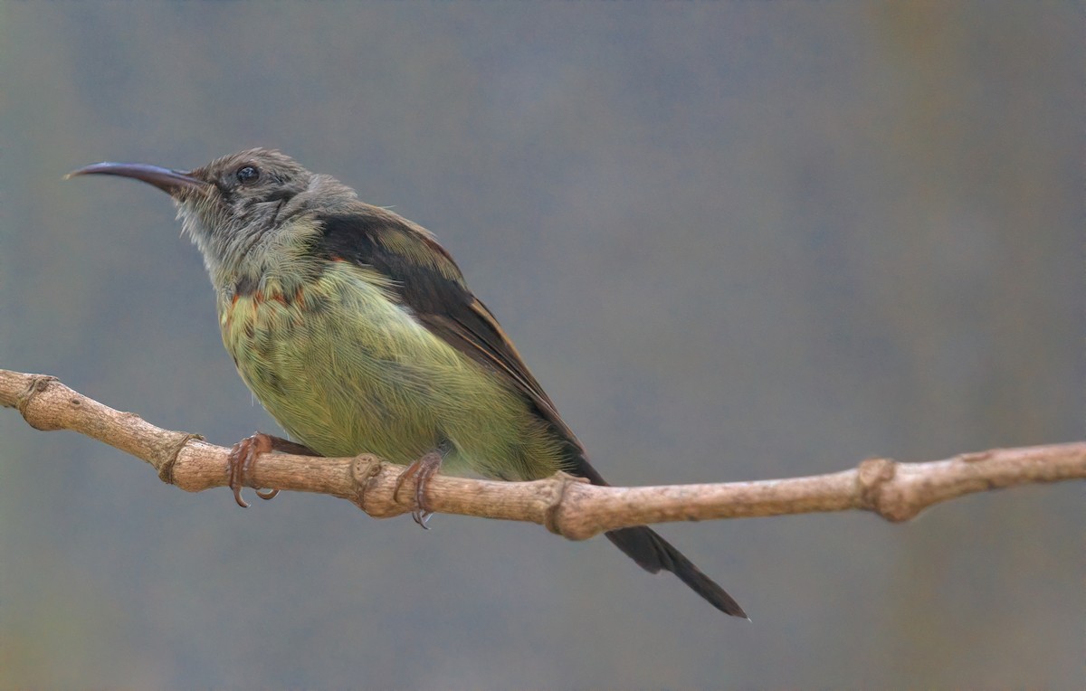 Black-throated Sunbird - ML643215441