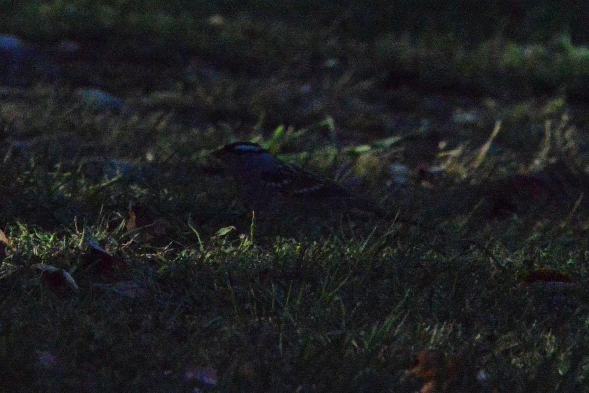 White-crowned Sparrow - ML643215444