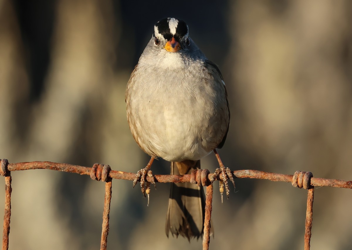 White-crowned Sparrow - ML643215445