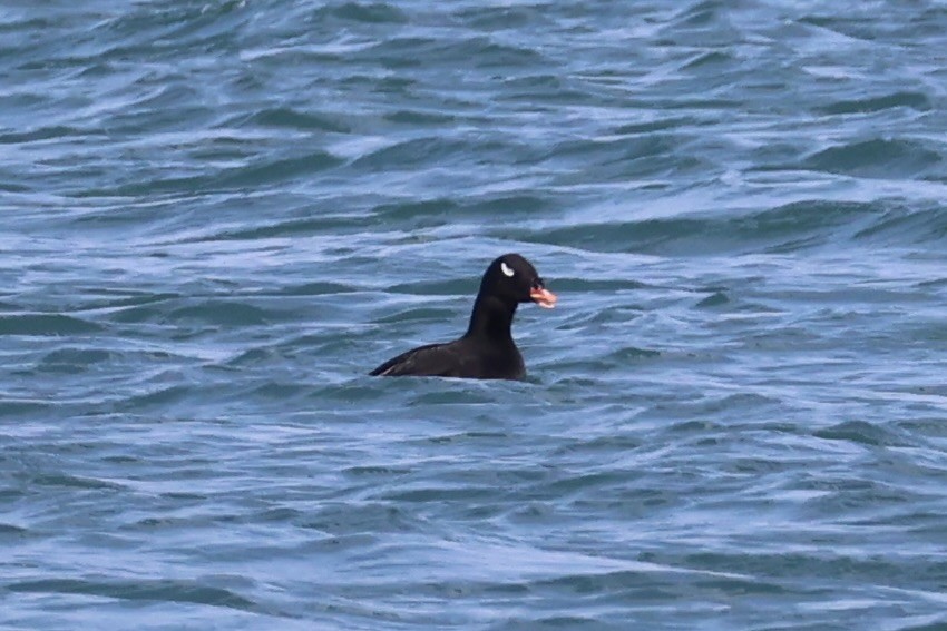 sibirsjøorre - ML643215450