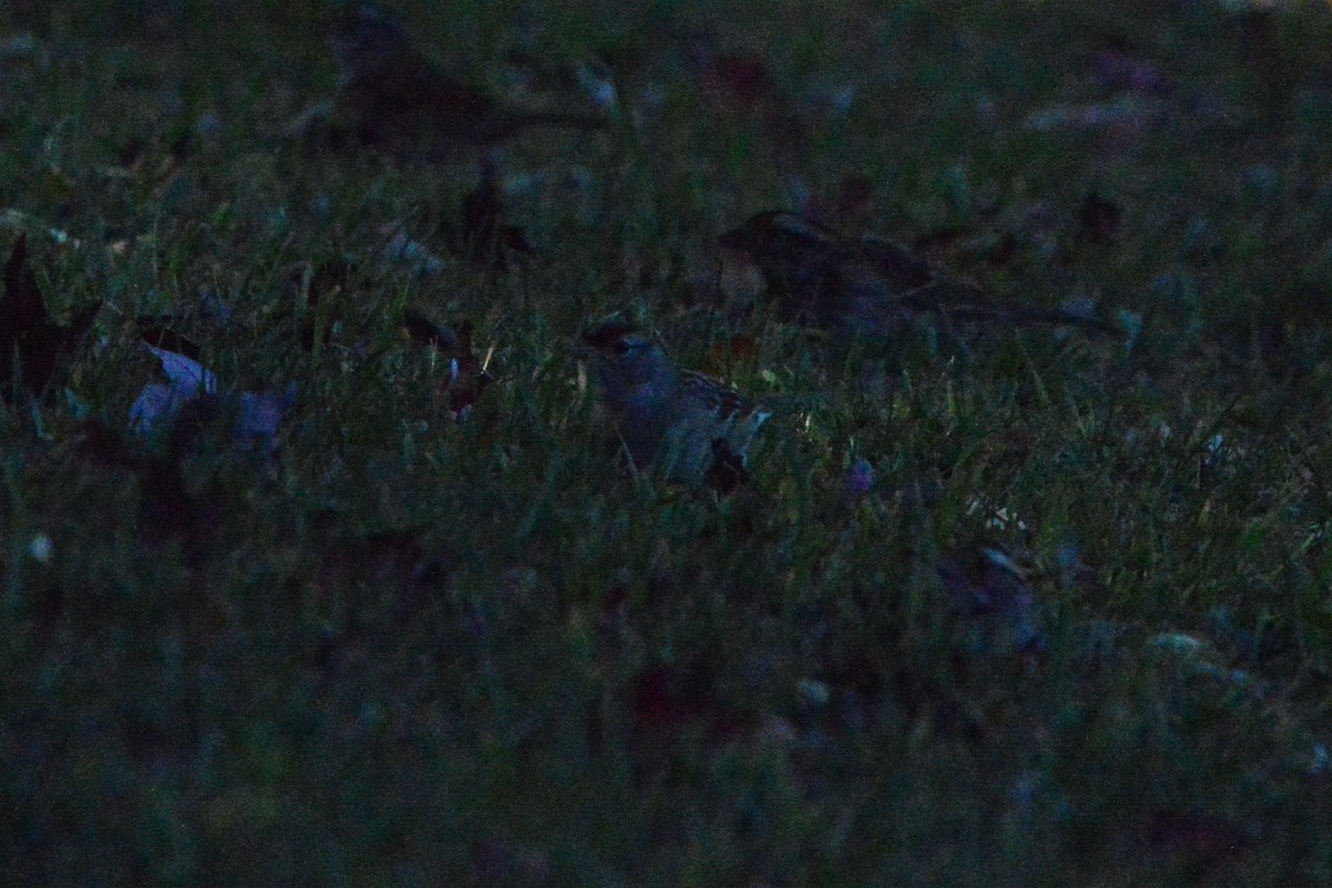 White-crowned Sparrow - ML643215472