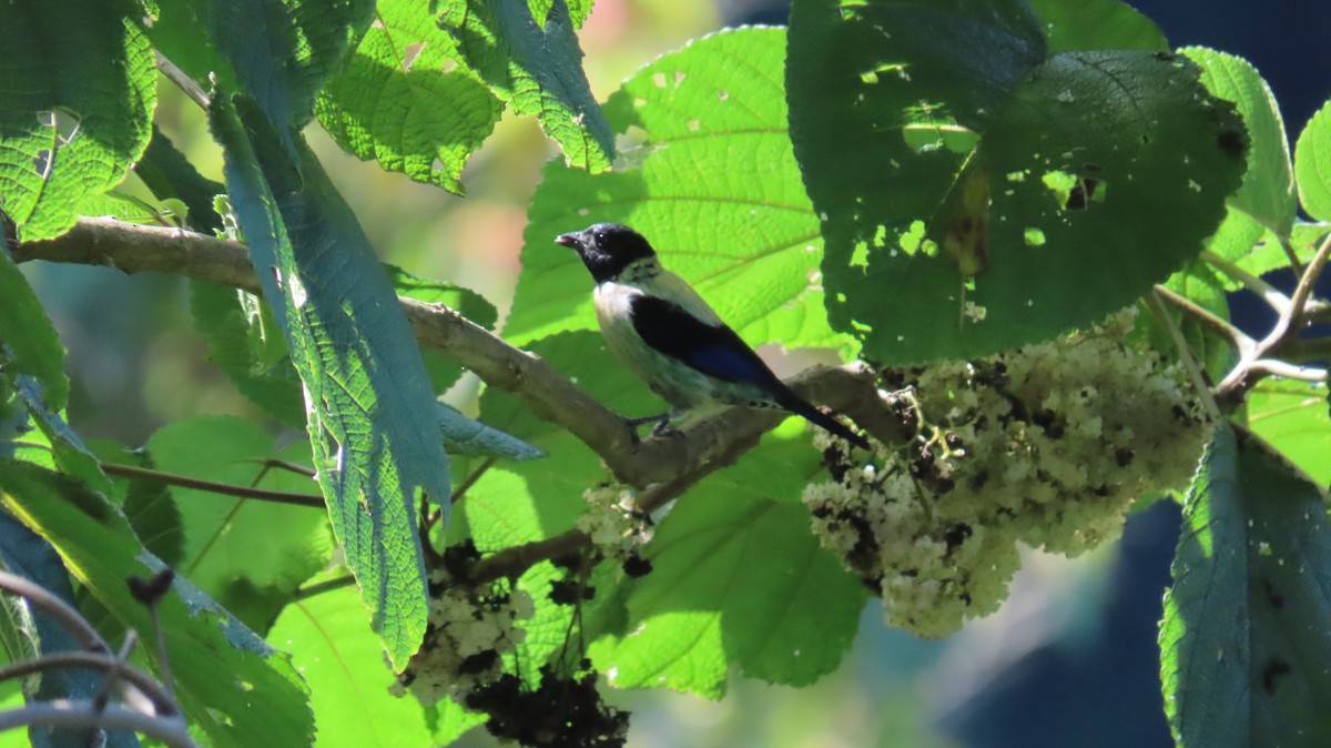 Black-headed Tanager - ML643215480