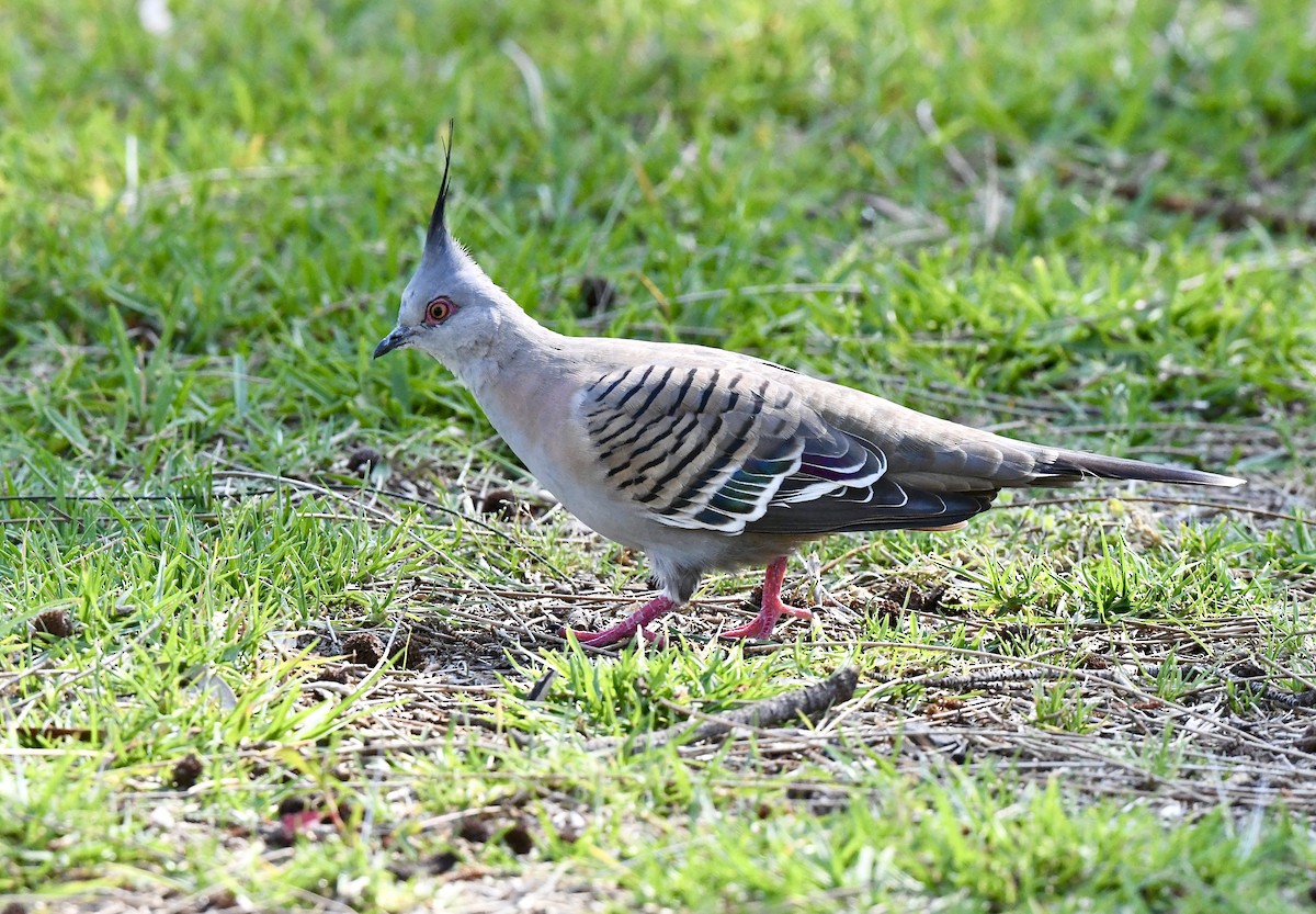 Crested Pigeon - ML643215499