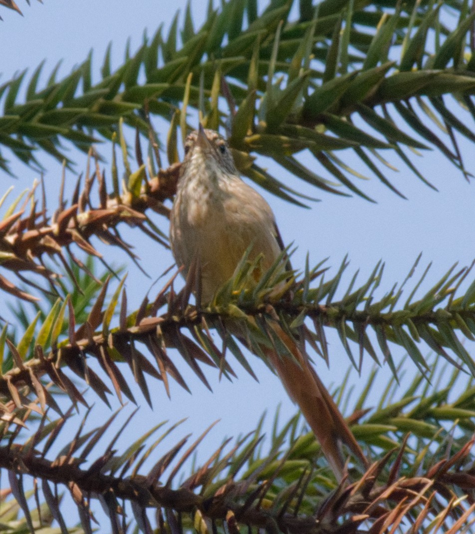 Araucaria Tit-Spinetail - ML643215512