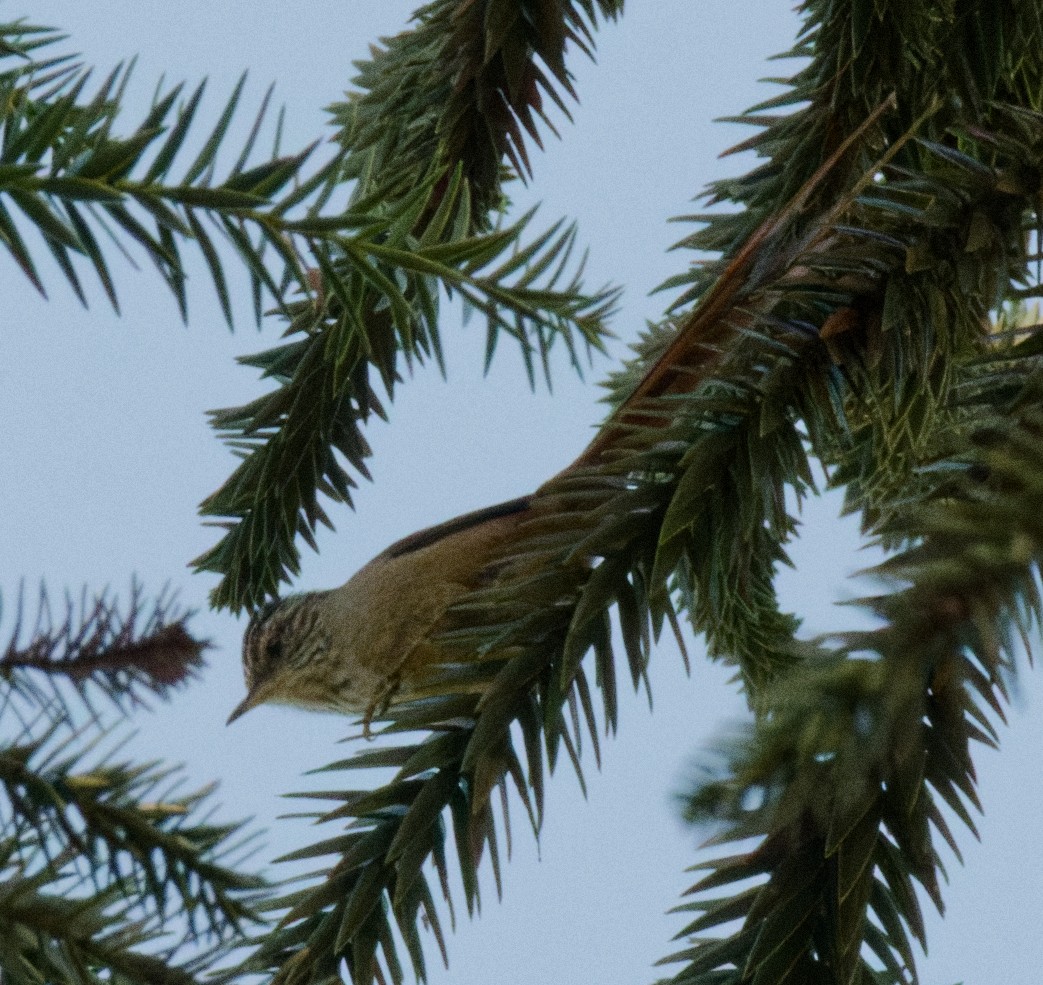 Araucaria Tit-Spinetail - ML643215518