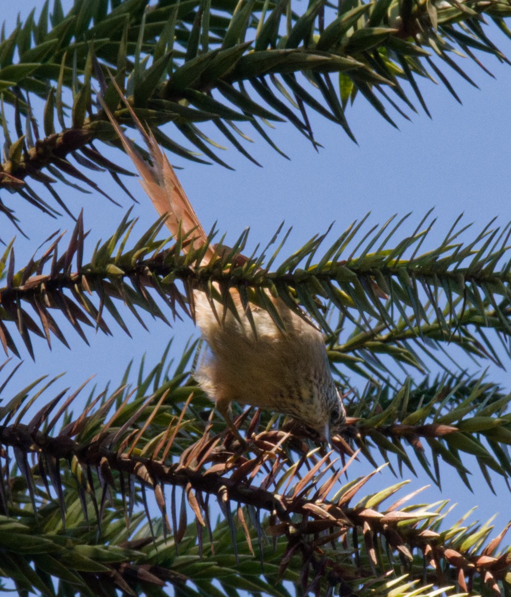 Araucaria Tit-Spinetail - ML643215519