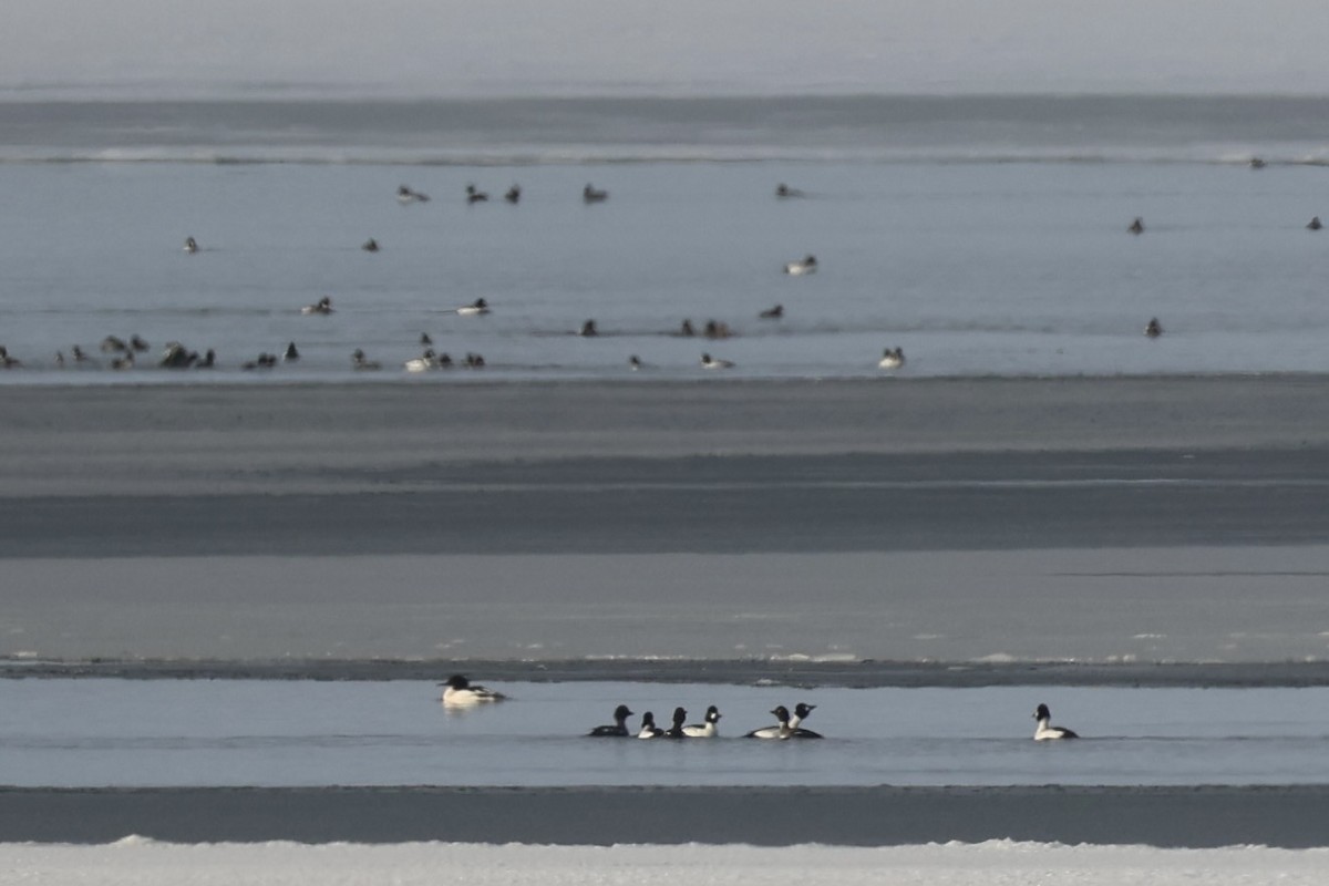 Common Goldeneye - ML643215520
