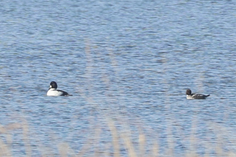 Common Goldeneye - ML643215521