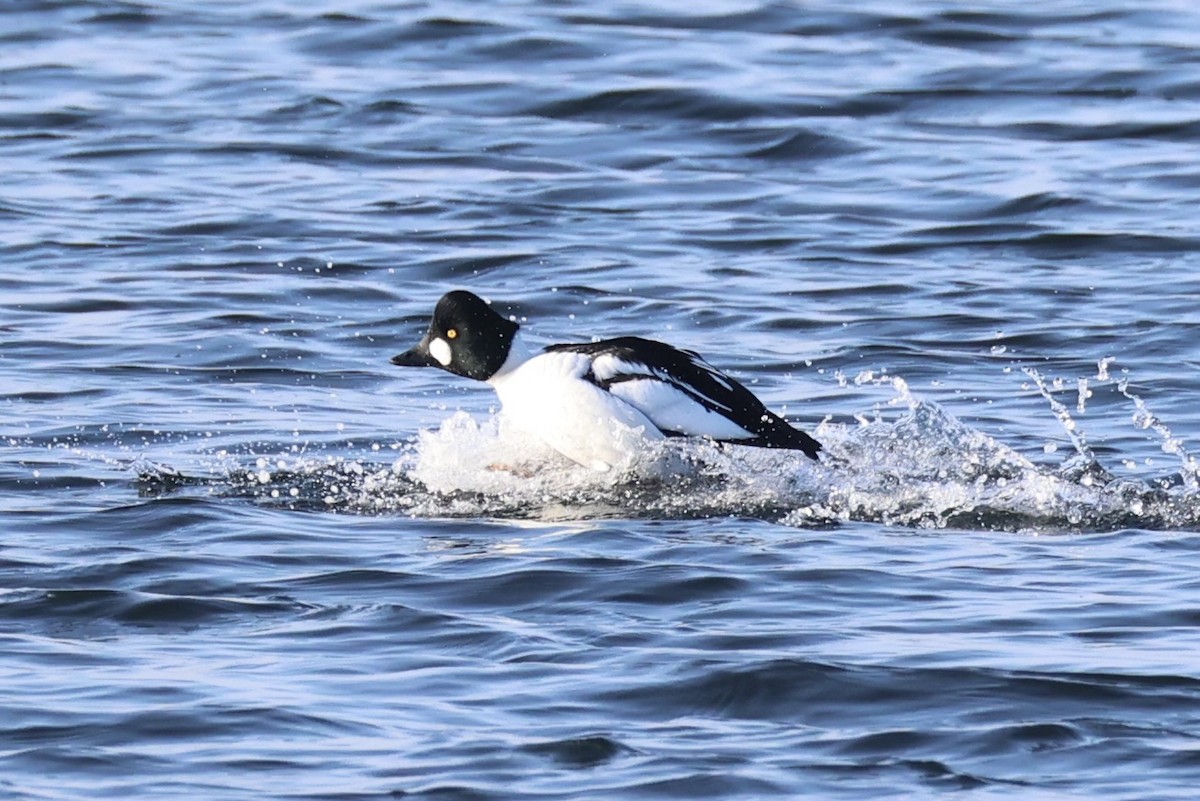 Common Goldeneye - ML643215522