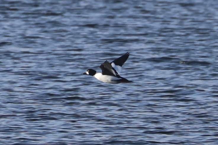 Common Goldeneye - ML643215523