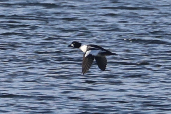 Common Goldeneye - ML643215524