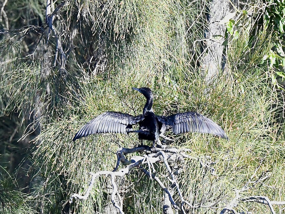 Little Black Cormorant - ML643215538