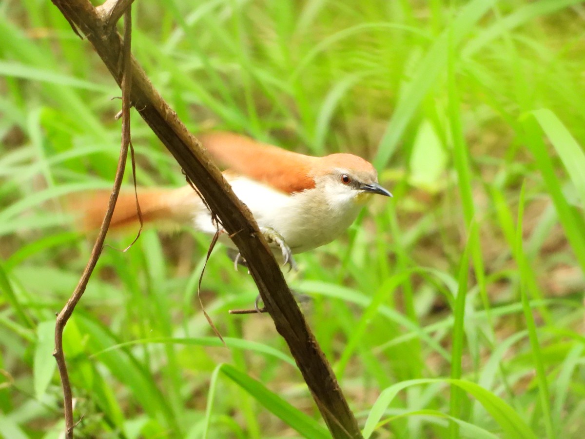 キバシリカマドドリ - ML643215542