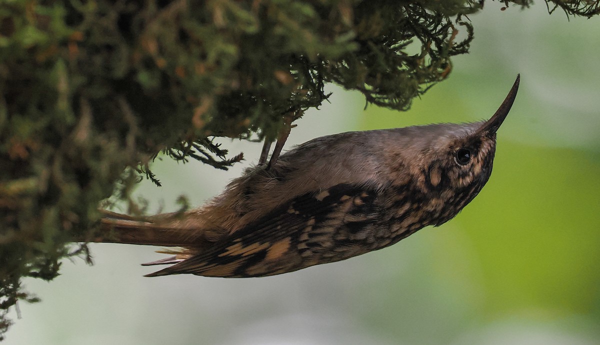 Brown Creeper - ML643215548