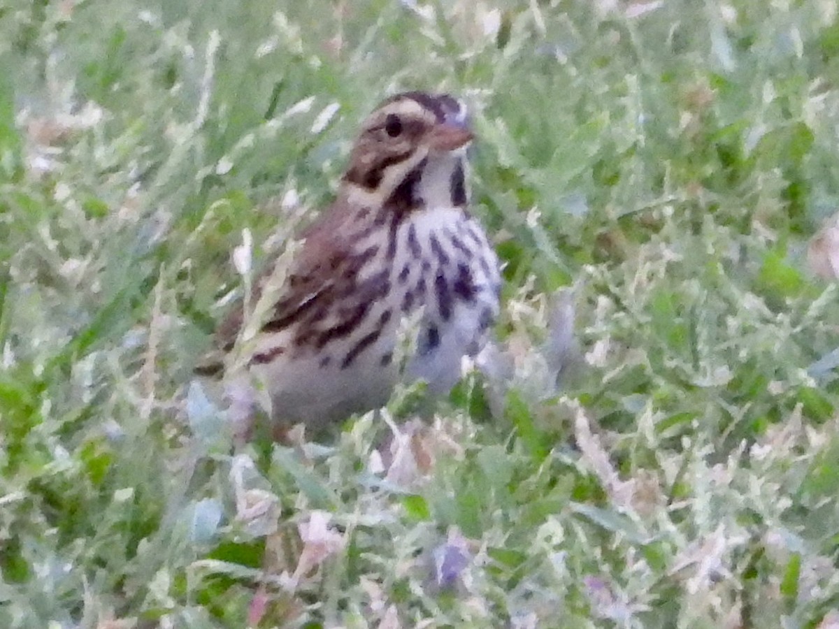 Savannah Sparrow - ML643215555