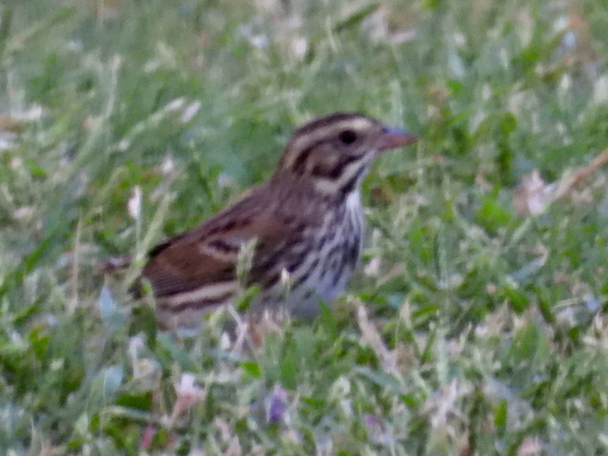 Savannah Sparrow - ML643215556